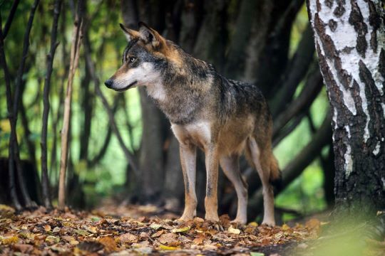 חיות בר בפולין