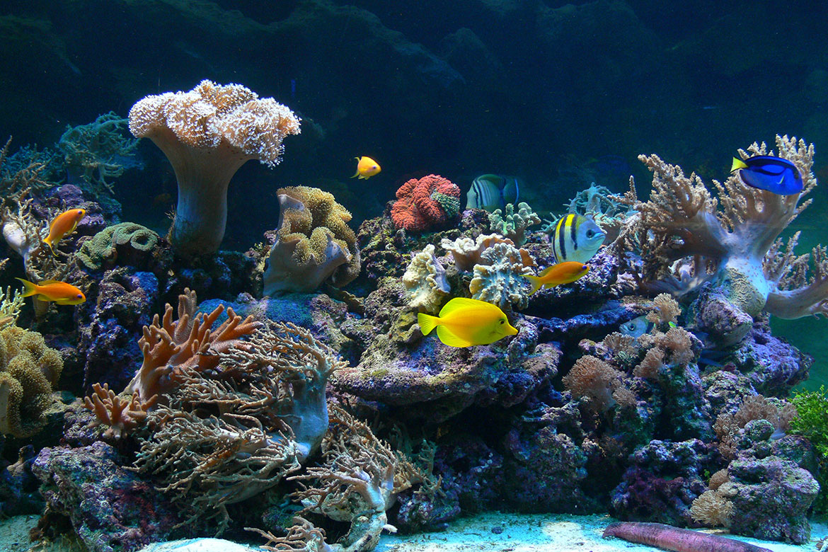 Gdynia-Aquarium.jpg